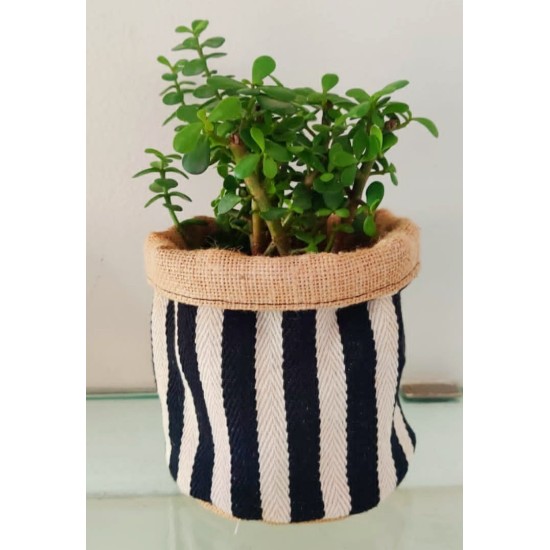 Zebra Planter